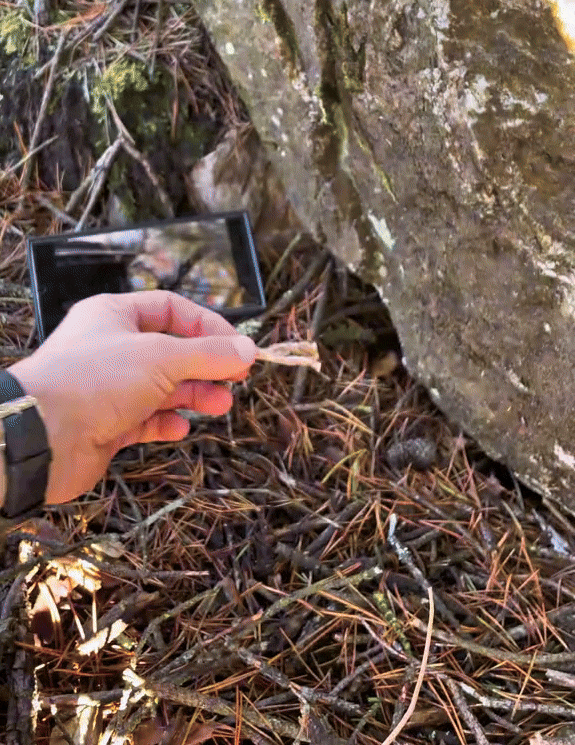 Überlebens-Adventskalender